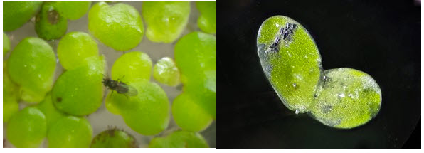 Lemna fly and feeding damage from flyjpg